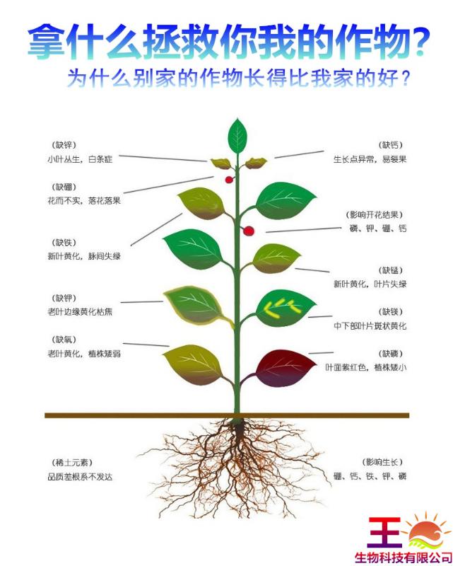 秋辣椒种植技术(秋辣椒的种植技术)