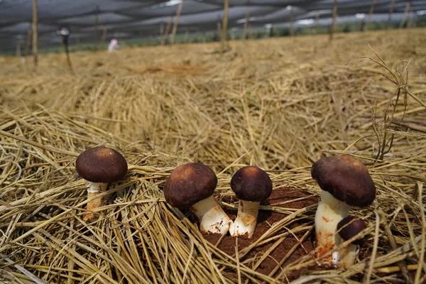 包谷菌可以人工种植吗(包谷菌可以人工种植吗图片)