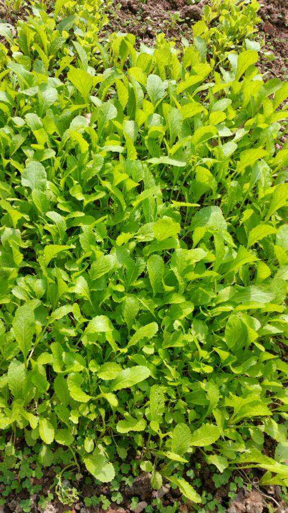 芥菜怎么养(芥菜的种植方法和管理)