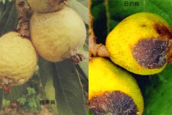 关于意莎农可以防治什么病害的信息