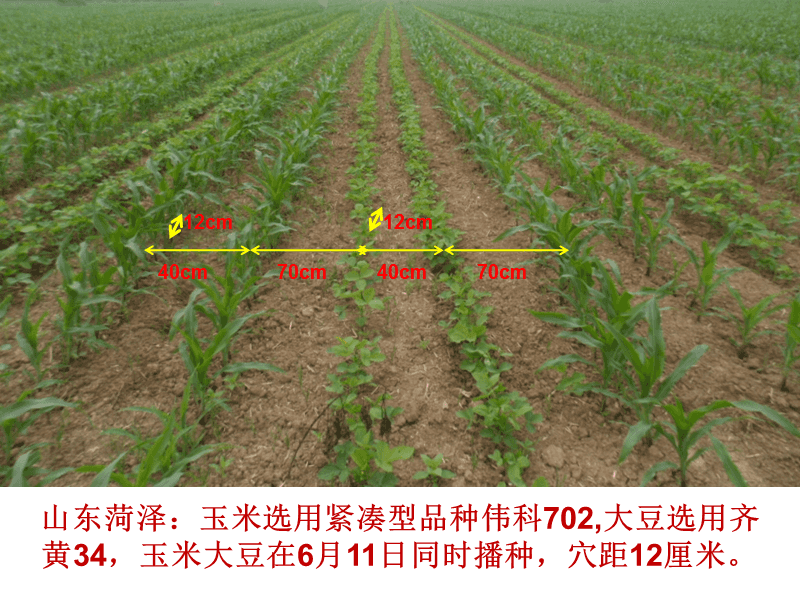 种玉米的间距是多少(种植玉米的间距是多少)