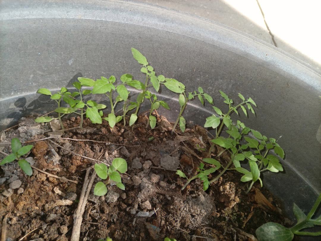 各种番茄苗(番茄苗是什么样)