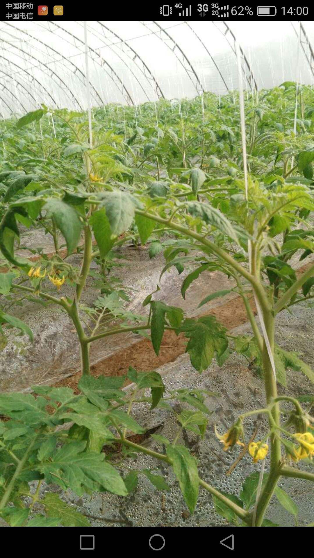 番茄定植后管理(番茄定植管理技术要点)