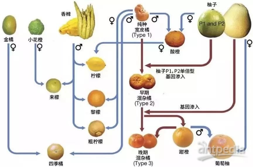 水果玉米的储存方法(水果玉米的储存方法视频)