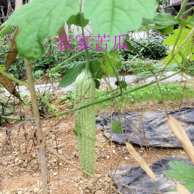 如何种苦瓜(如何种苦瓜籽)