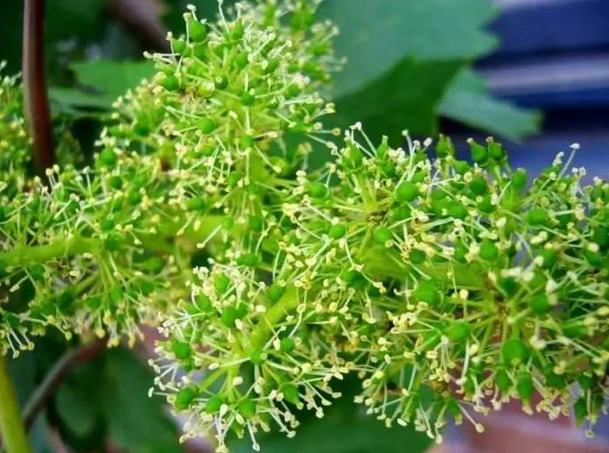 葡萄开花坐果后管理(葡萄开花坐果后管理措施)