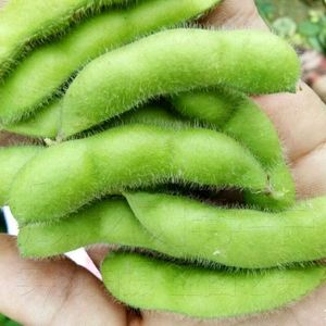 毛豆有转基因吗(市场上卖的毛豆是转基因的吗)