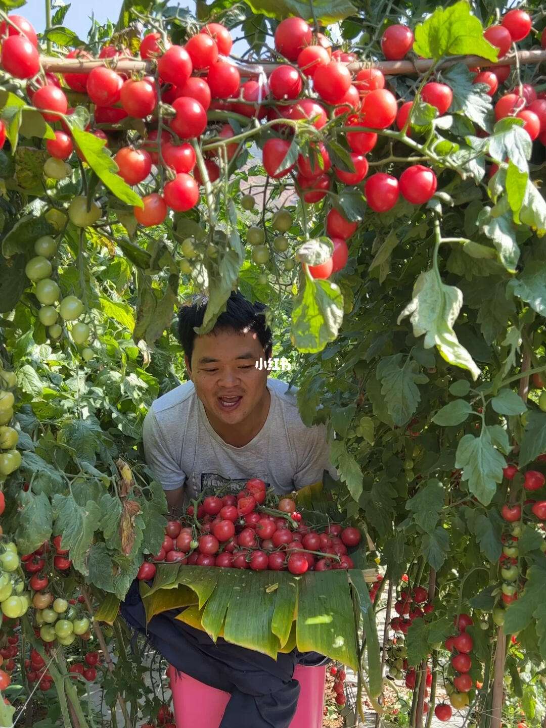 小番茄怎样种植(小番茄怎样种植管理方式)