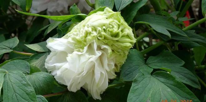 白菜花的诗句(白菜花的诗句有哪些)