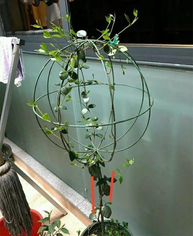 风车茉莉花的养殖方法(风车茉莉怎么养家庭养法)