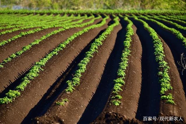 怎样种土豆最好(怎样种土豆最好视频)