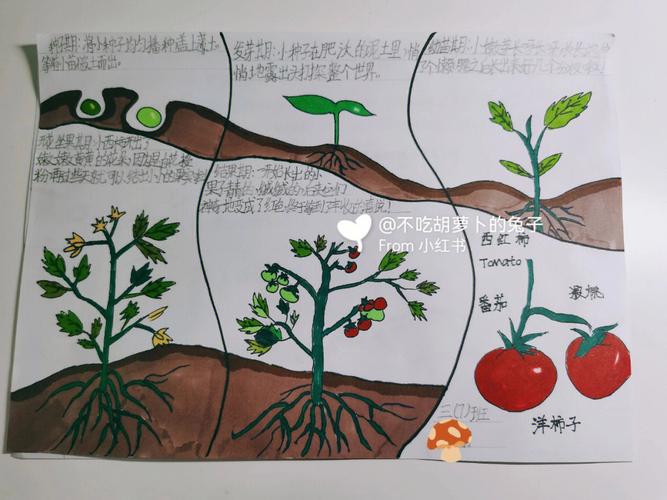 怎么种番茄(怎样种西红柿)