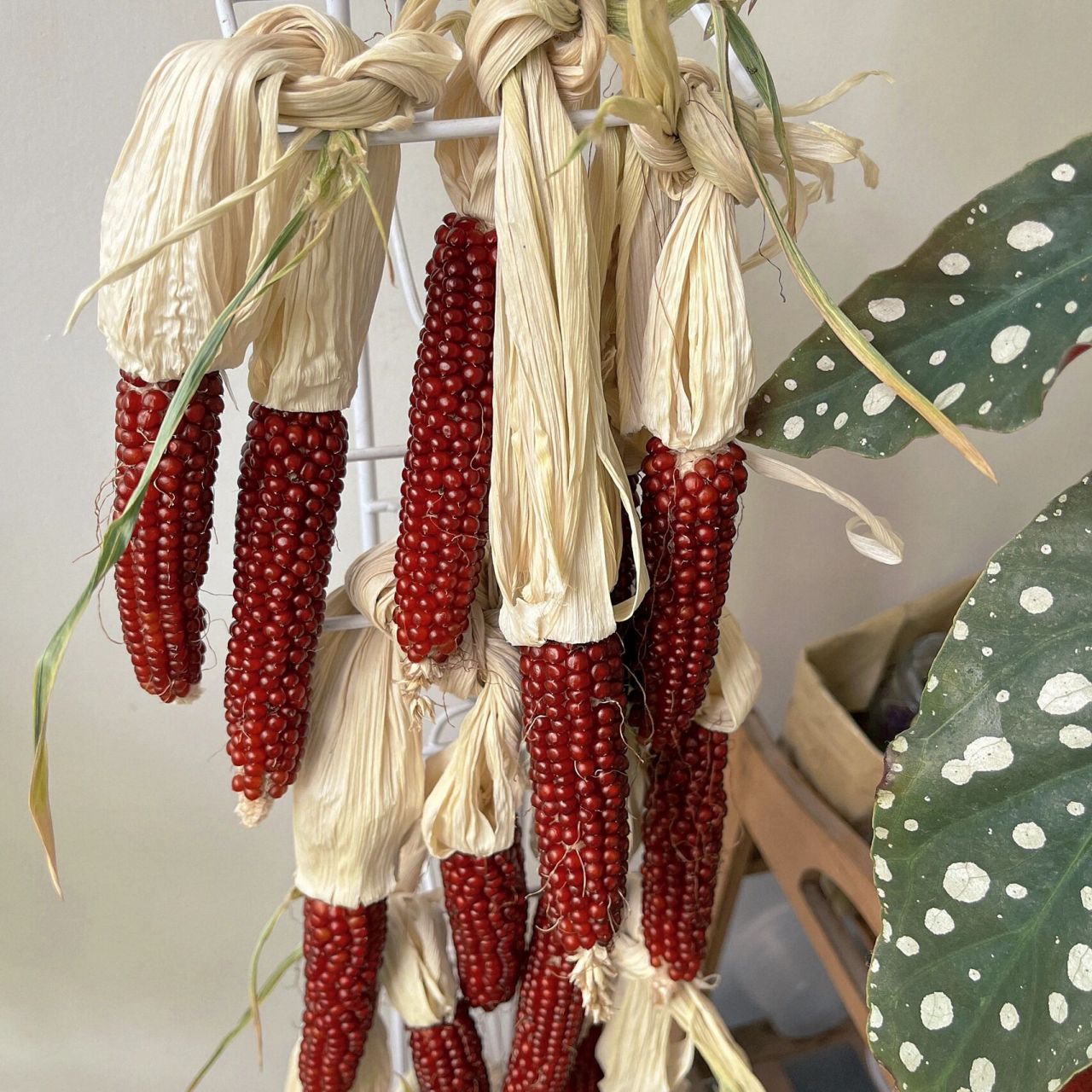 草莓玉米如何种植(草莓玉米如何种植的)