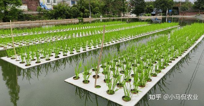水稻水上种植(水稻水上种植泡沫浮板)
