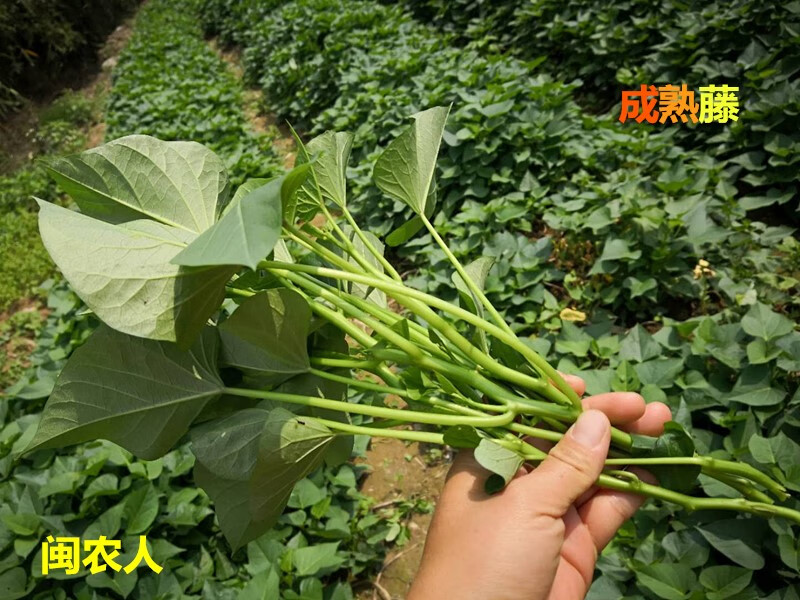 红薯叶的种植技术(食用红薯叶种植技术视频)