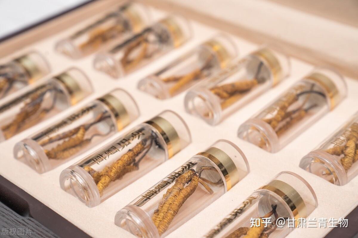 虫草如何贮存(虫草怎么储藏放得最长时间)