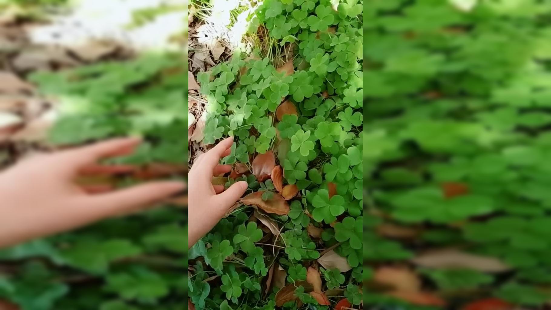 我想要被草(我想要草莓蛋糕)