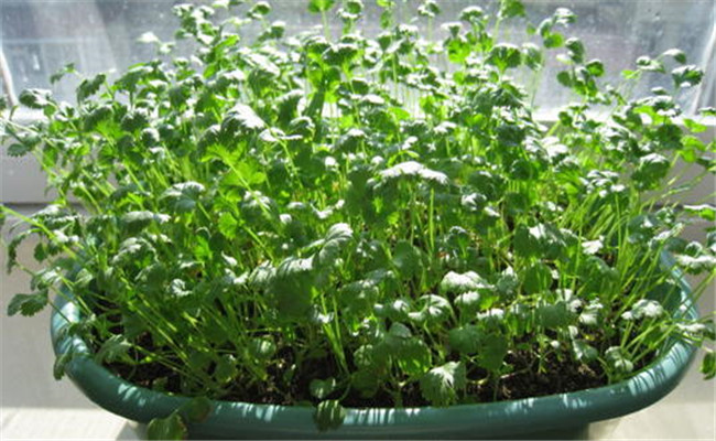 香菜种植时间与方法(香菜的种植时间与方法 视频教程)