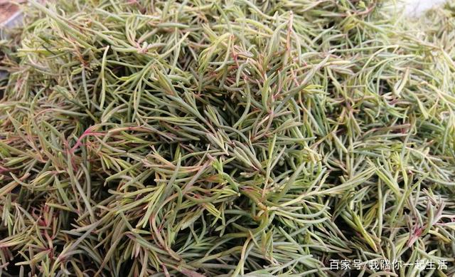 碱地适合种植什么菜(碱土地适合种什么作物)