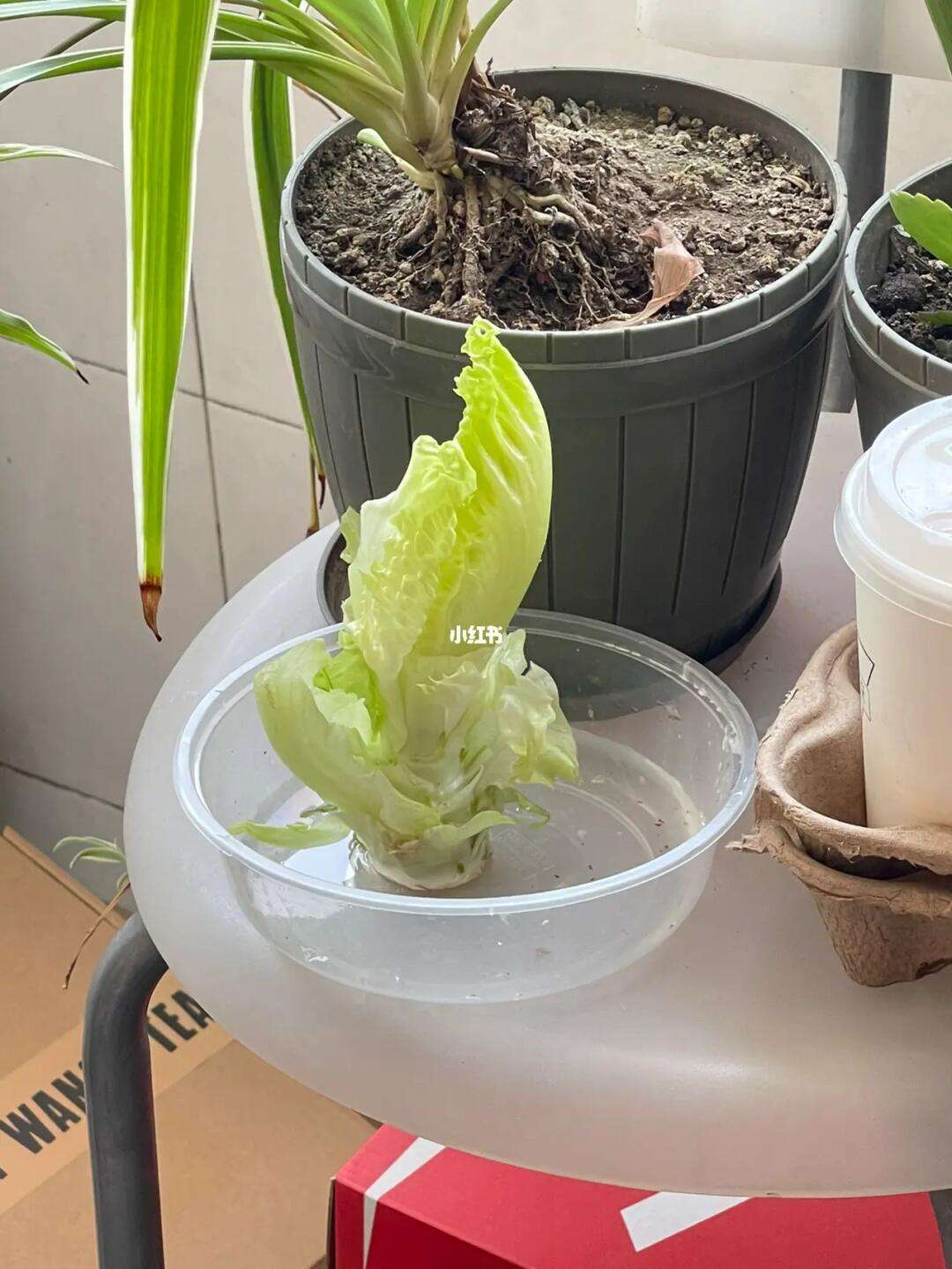 生菜水培种植(生菜水培种植技术)