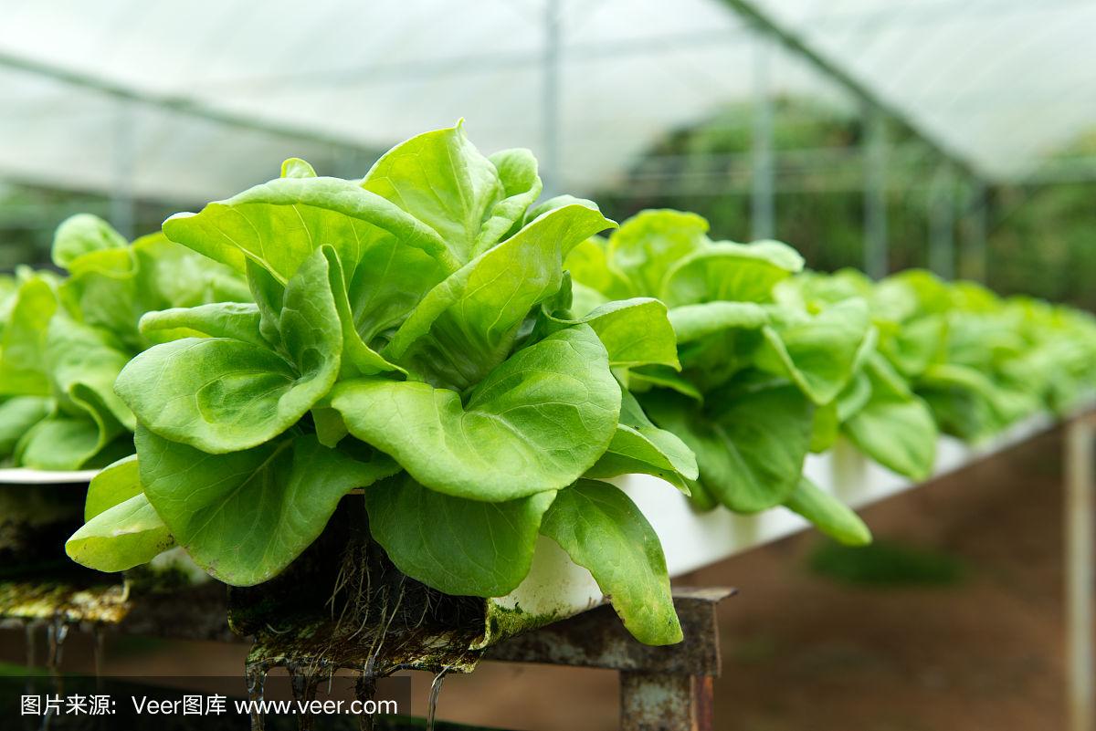 生菜水培种植(生菜水培种植技术)