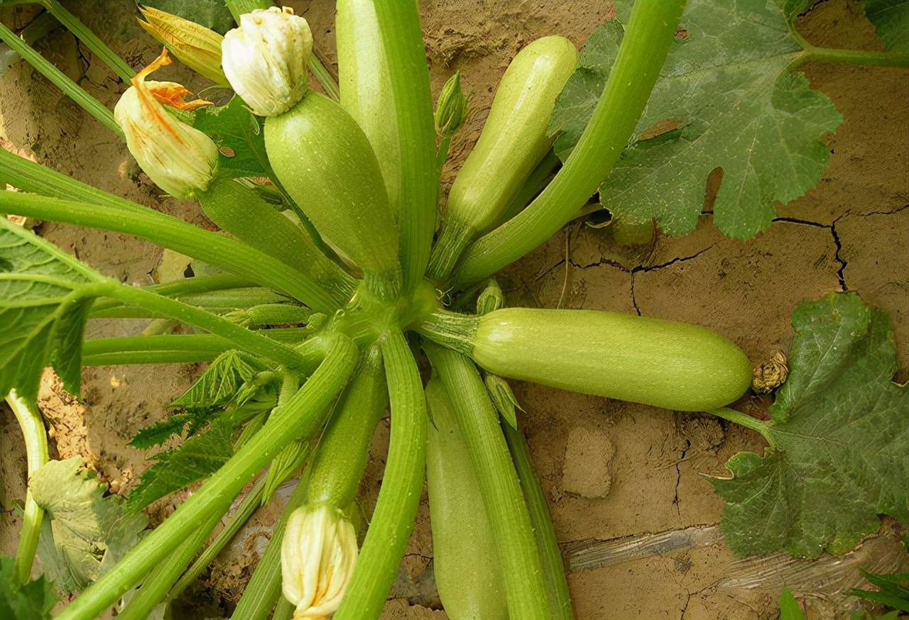 给葫芦施肥用什么肥料(给葫芦施肥用什么肥料最好)