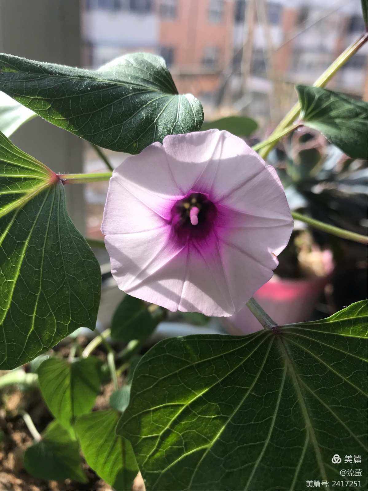 红薯花怎么种(红薯花怎么种植)