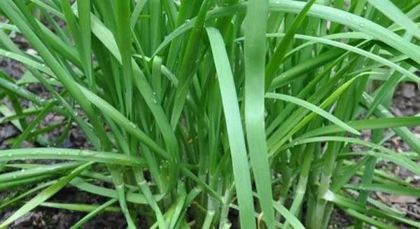韭菜什么时间施肥最好(韭菜什么时间浇水最好浇几水)