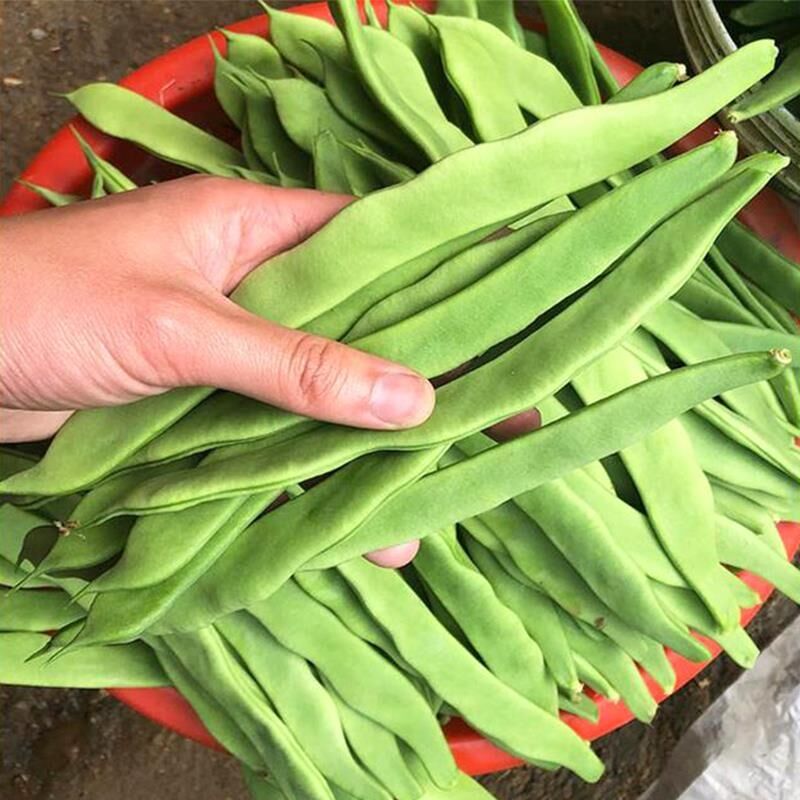 便豆角(便豆角怎么炒好吃)