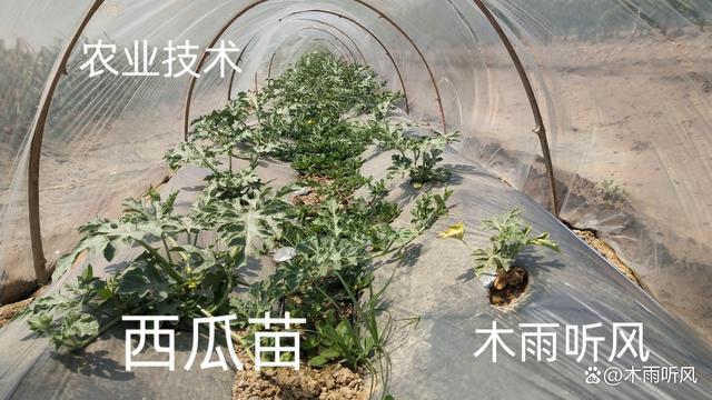 西瓜是怎么育苗的(西瓜育苗的好办法视频)