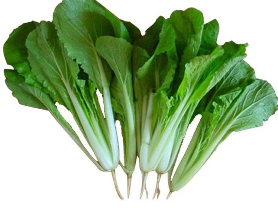白菜的性质(白菜的性质是什么)