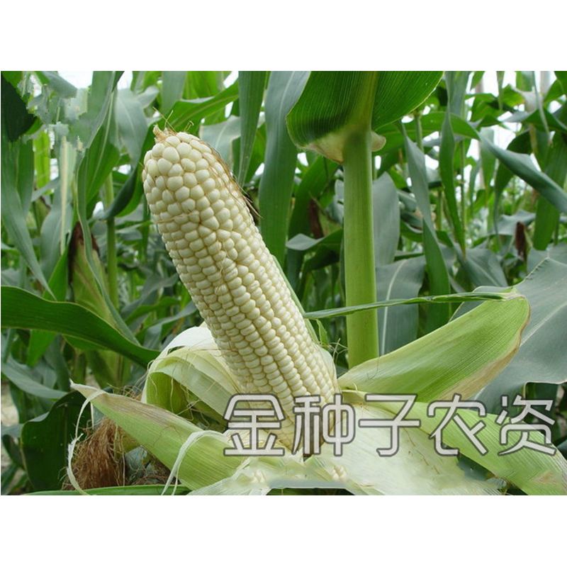 华耐玉米种子(华耐甜玉782玉米种)