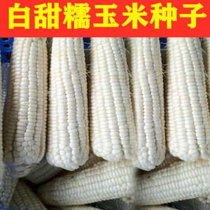 华耐玉米种子(华耐甜玉782玉米种)
