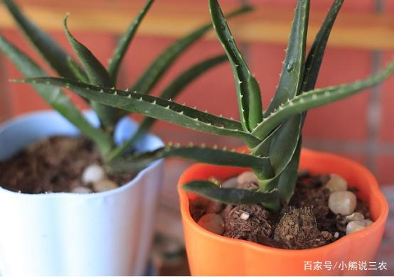 芦荟病虫害防治(芦荟得病怎么治)