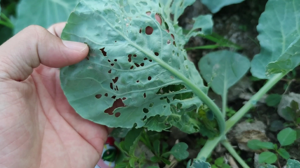 卷心菜虫害防治(卷心菜病虫害防治)