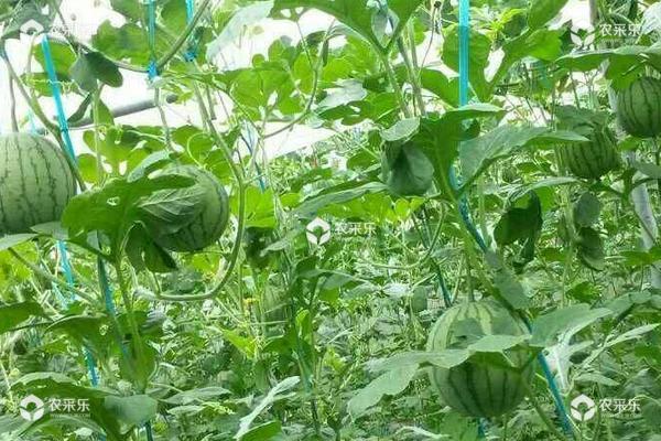 西瓜的种植管理(西瓜的种植管理视频)