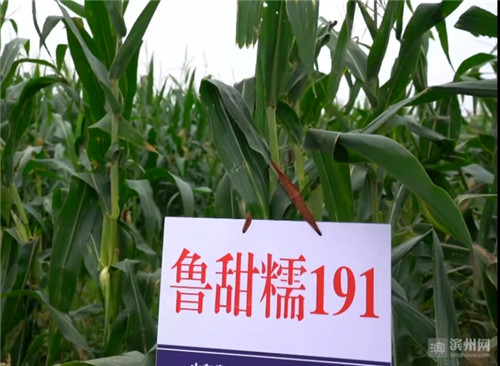 抗盐碱的玉米品种有哪些(改良盐碱地最好的肥料有哪些)