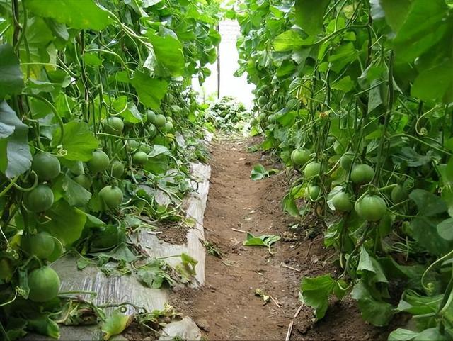 日本甜瓜种植时间和方法(日本甜瓜种植时间和方法图)