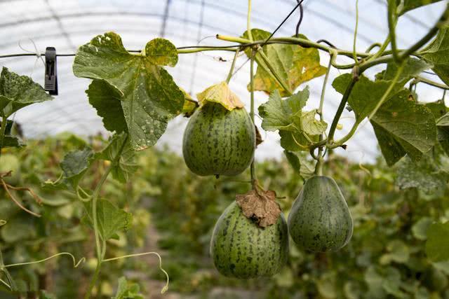 日本甜瓜种植时间和方法(日本甜瓜种植时间和方法图)