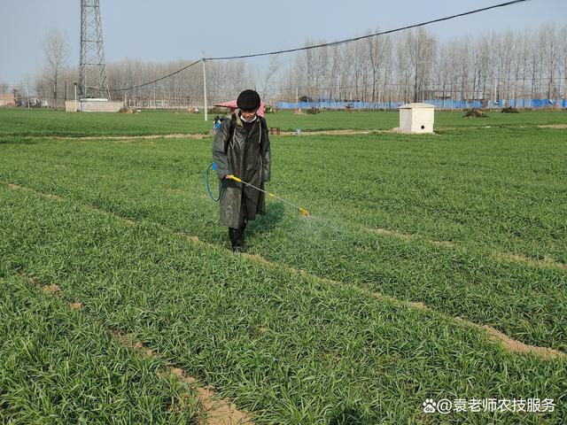 尿素叶面施肥(尿素叶面施肥浓度多少合适)