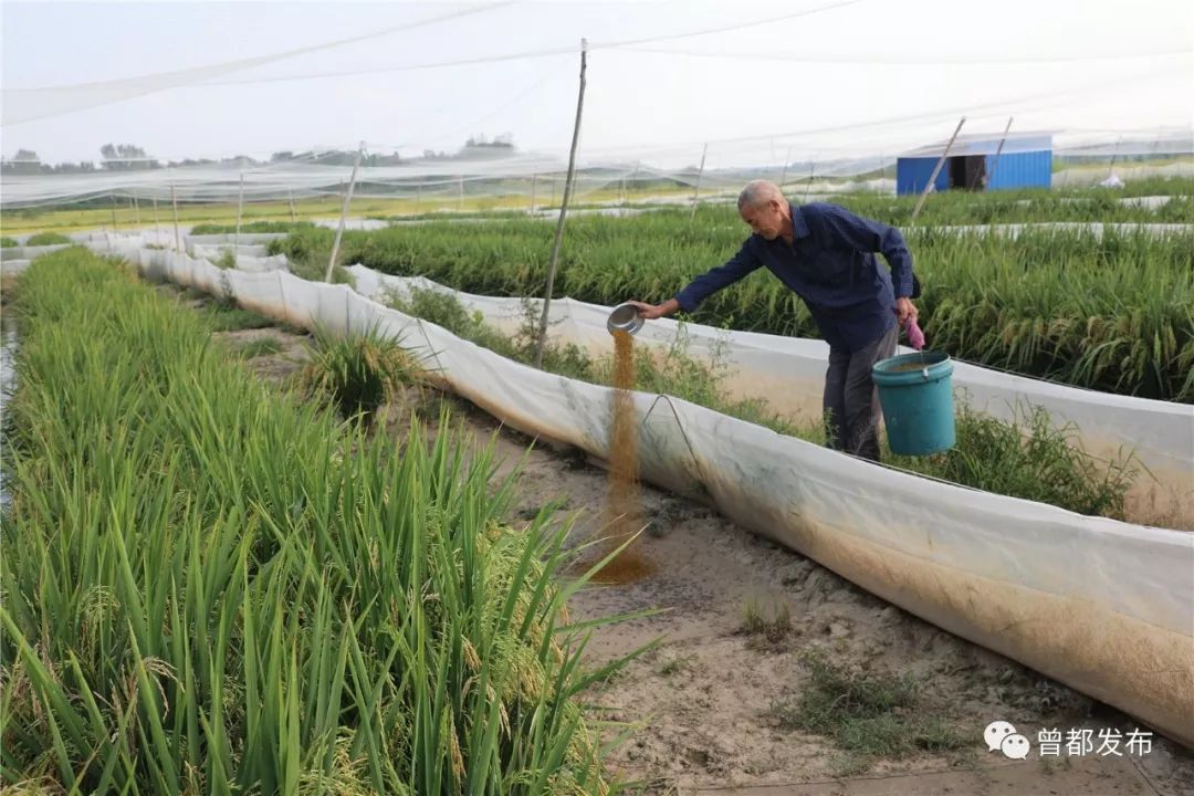 稻蛙综合种养技术(稻蛙综合种养技术实验报告)