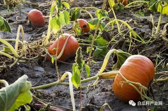 露天南瓜种植技术视频(露天南瓜种植技术与管理)
