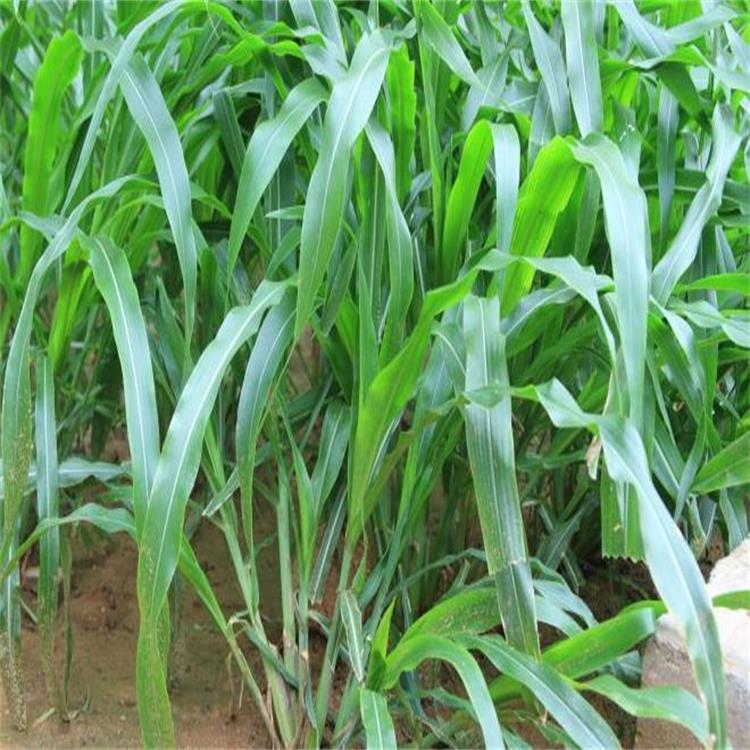 墨西哥玉米草节种(墨西哥玉米草什么时候种)