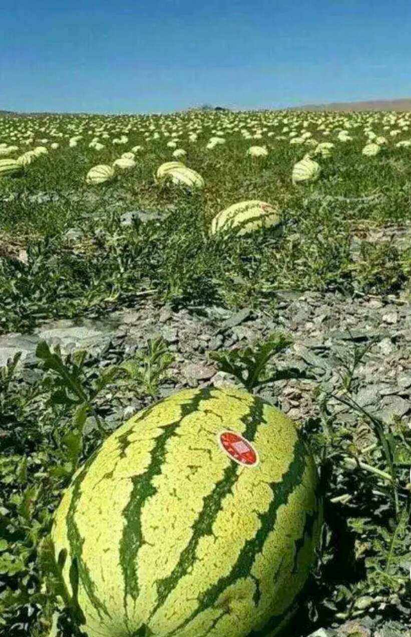 沙子能种西瓜吗(沙子可以种西瓜吗?)