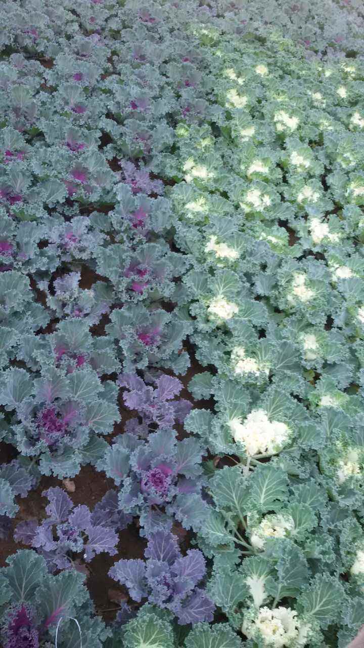 羽衣甘蓝怎样种(羽衣甘蓝怎样种植)