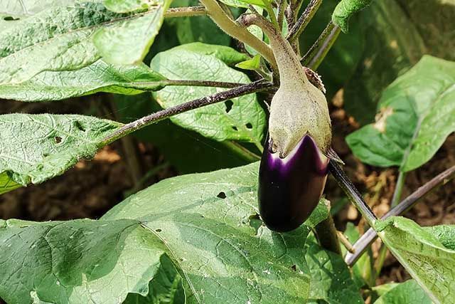 茄子种植全过程(茄子种植全过程视频播放)