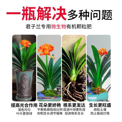 君子兰需要专用肥料吗(君子兰需要专用肥料吗为什么)
