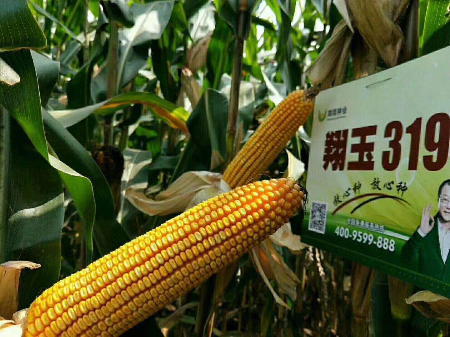 安徽玉米叫什么(安徽的玉米叫什么)