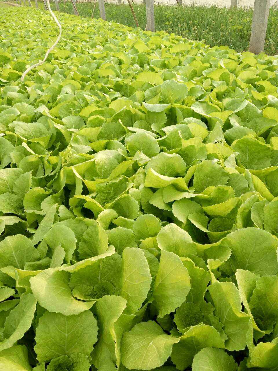 蔬菜水果种植方法(蔬菜水果种子怎么种)