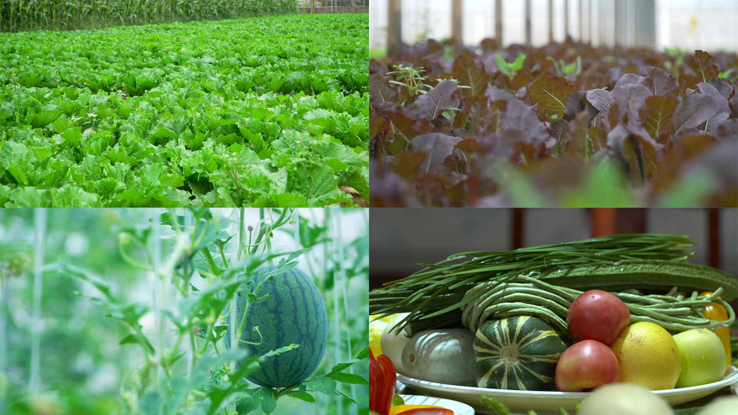 蔬菜水果种植方法(蔬菜水果种子怎么种)